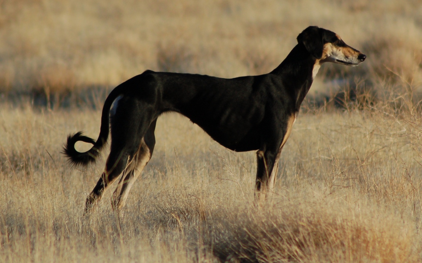 Черная стройная салюки
