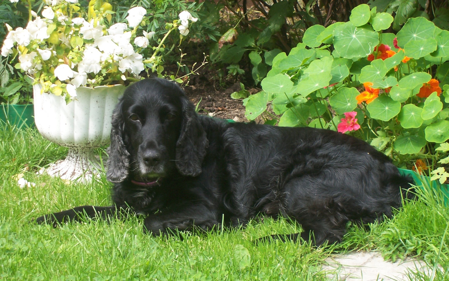 Черный спаниель лежит