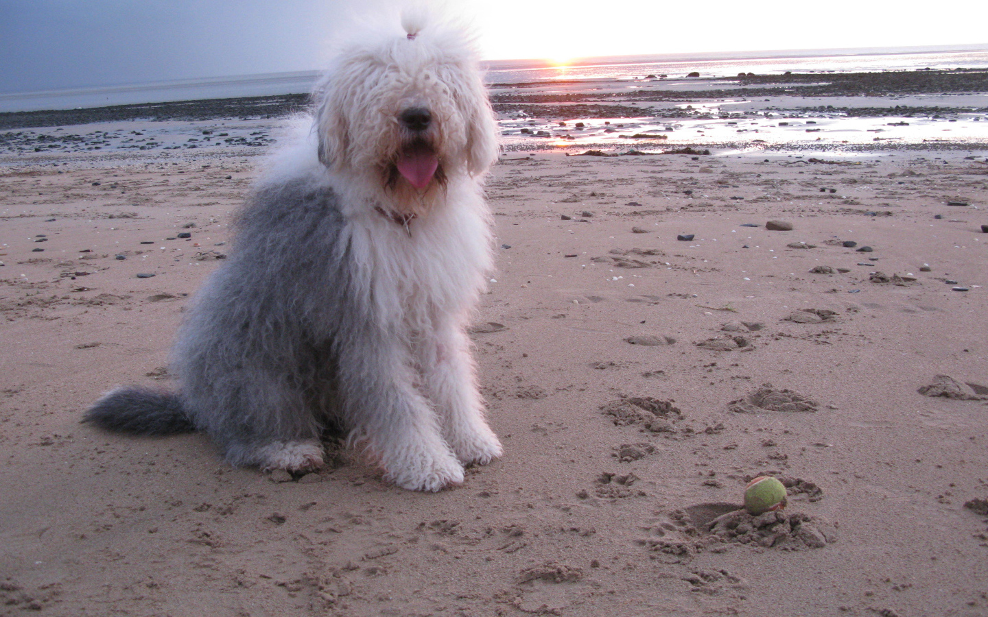 Бобтейл на фоне заката