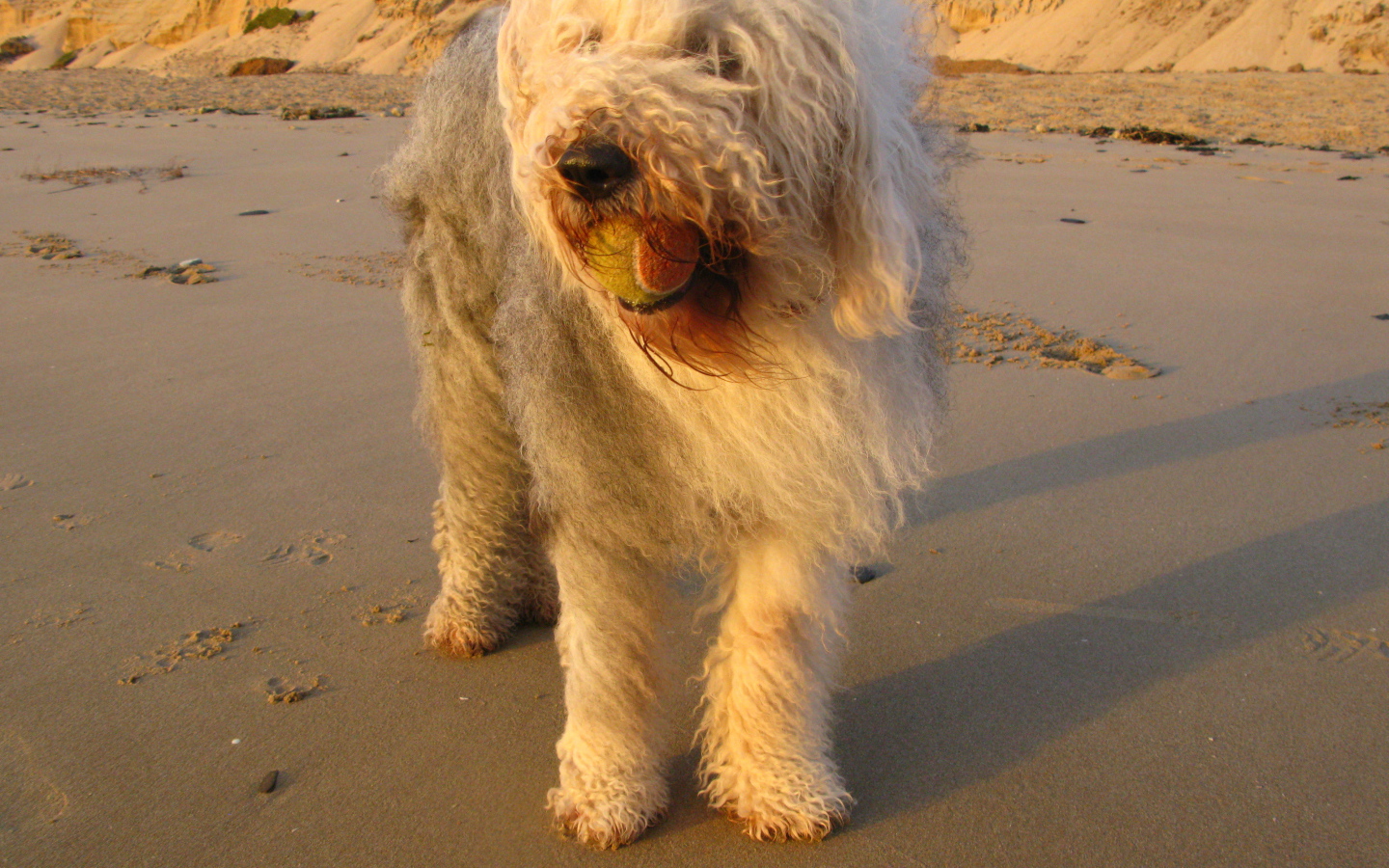 Лохматый бобтейл с мячом