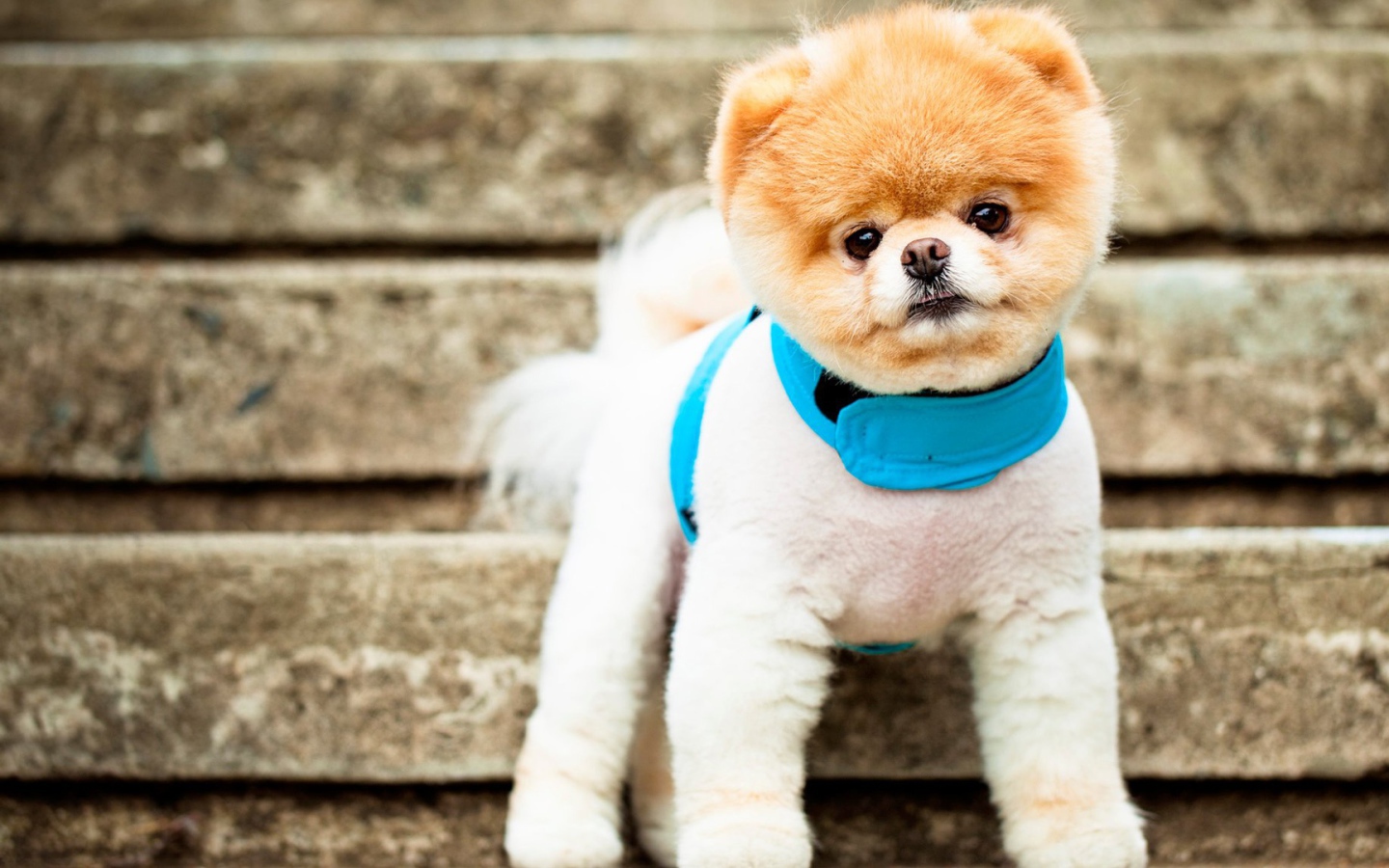 Самая симпатичная собака Бу