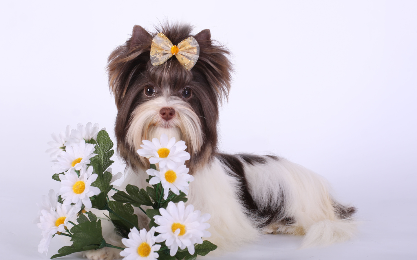 Букет ромашек для бивер йорк