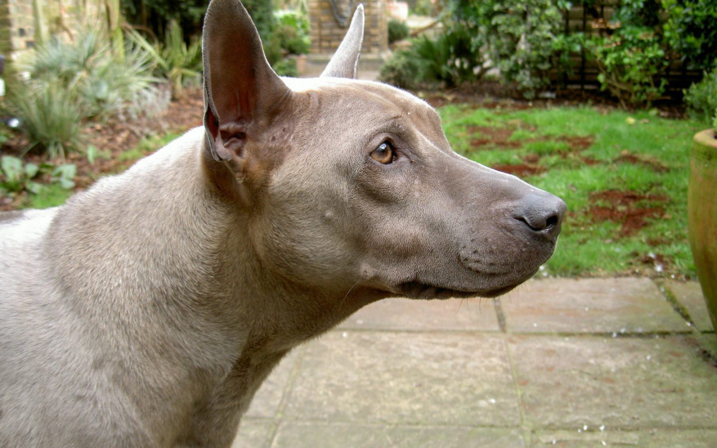 Коричневый тайский риджбек