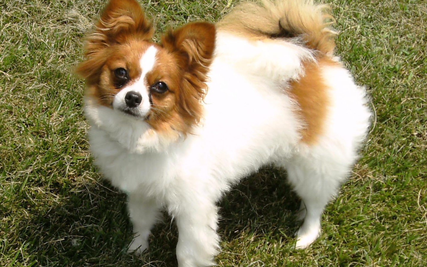 Бело коричневый папильон