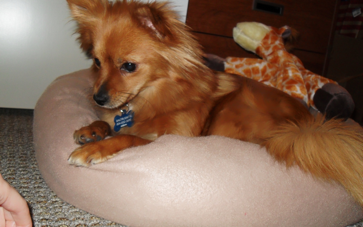 Коричневый папильон на подушке