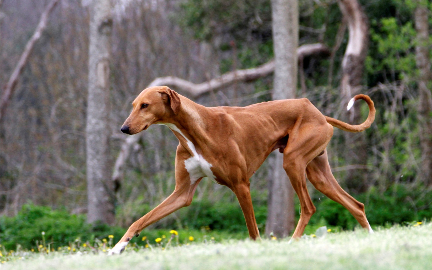 Коричневый худой азавак
