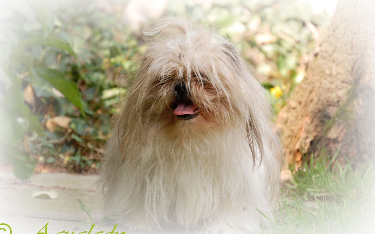 Открытка с псом шитцу