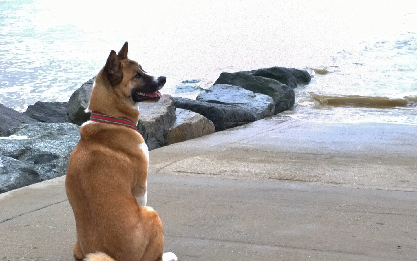 Веселый пес американская акита у воды