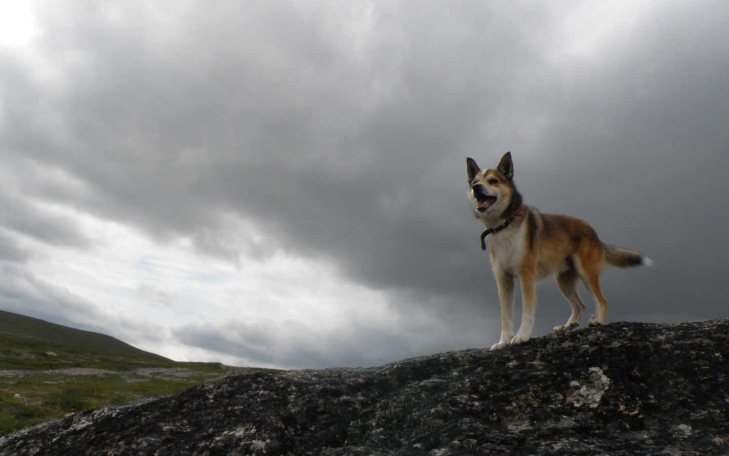 Веселый норвежский лундехунд