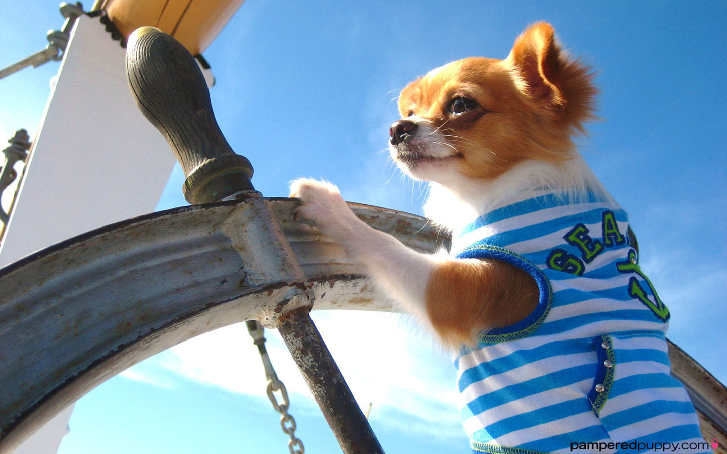 Чихуахуа капитан корабля
