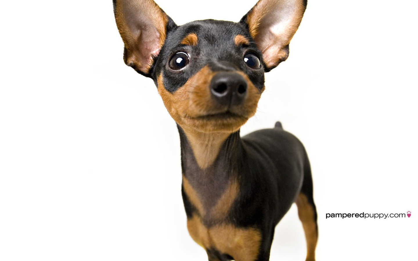 Собака чихуахуа смотрит вверх