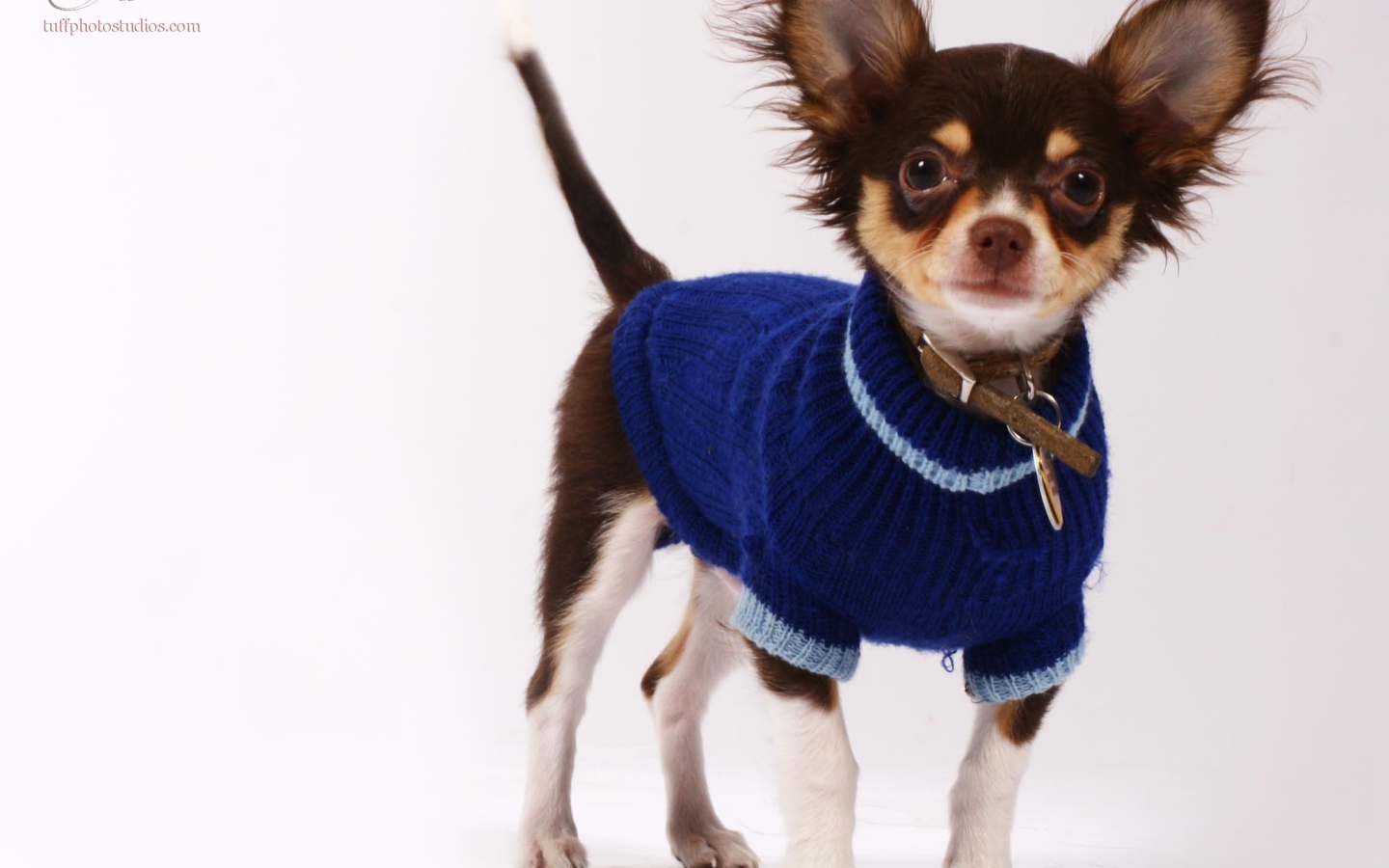 Чихуахуа в синем свитере