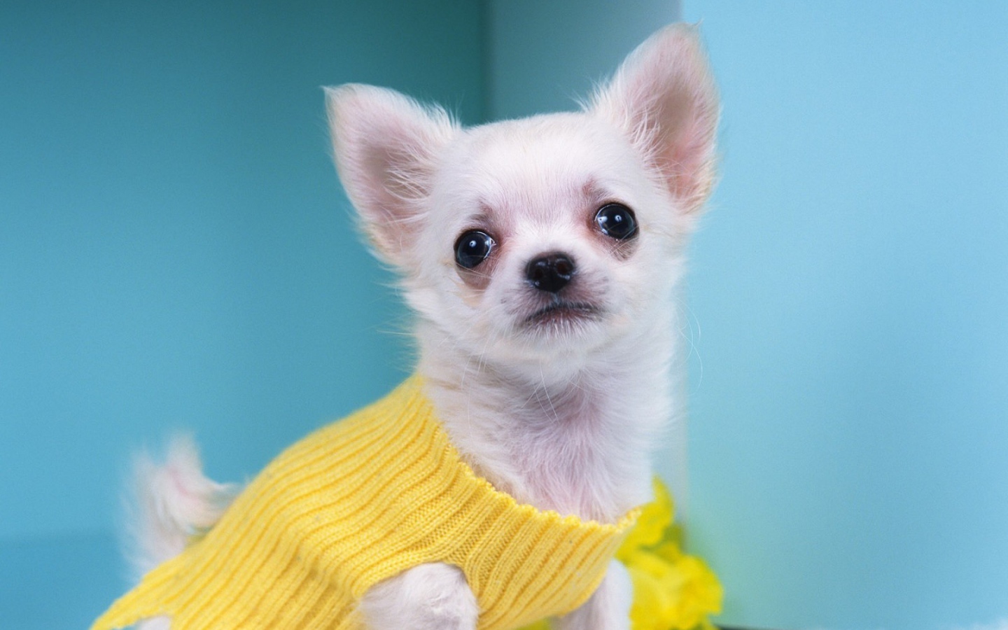 Чихуахуа в желтом свитере