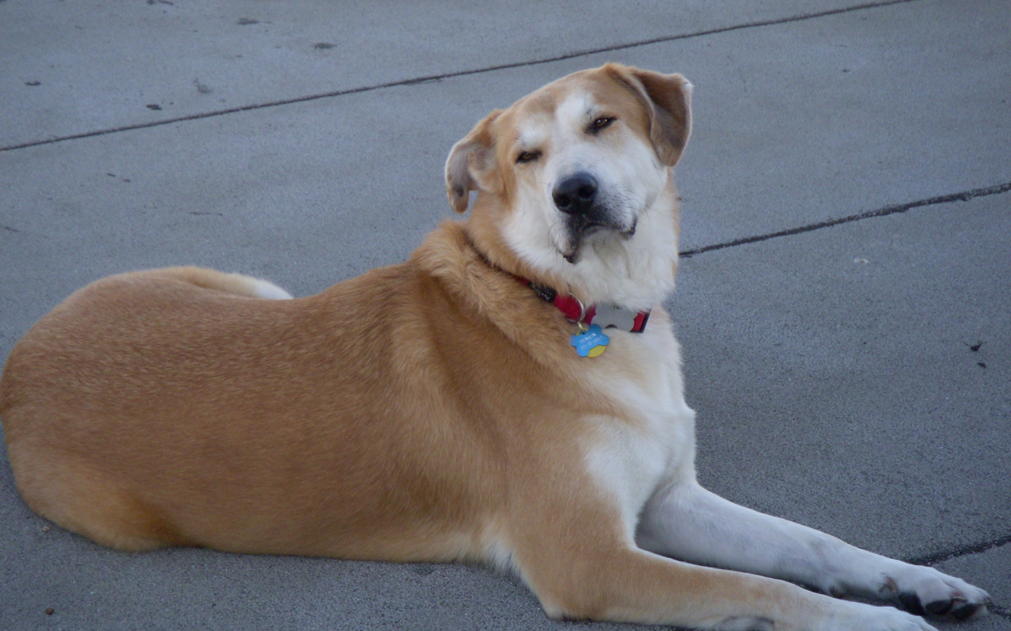 Порода собак чинук