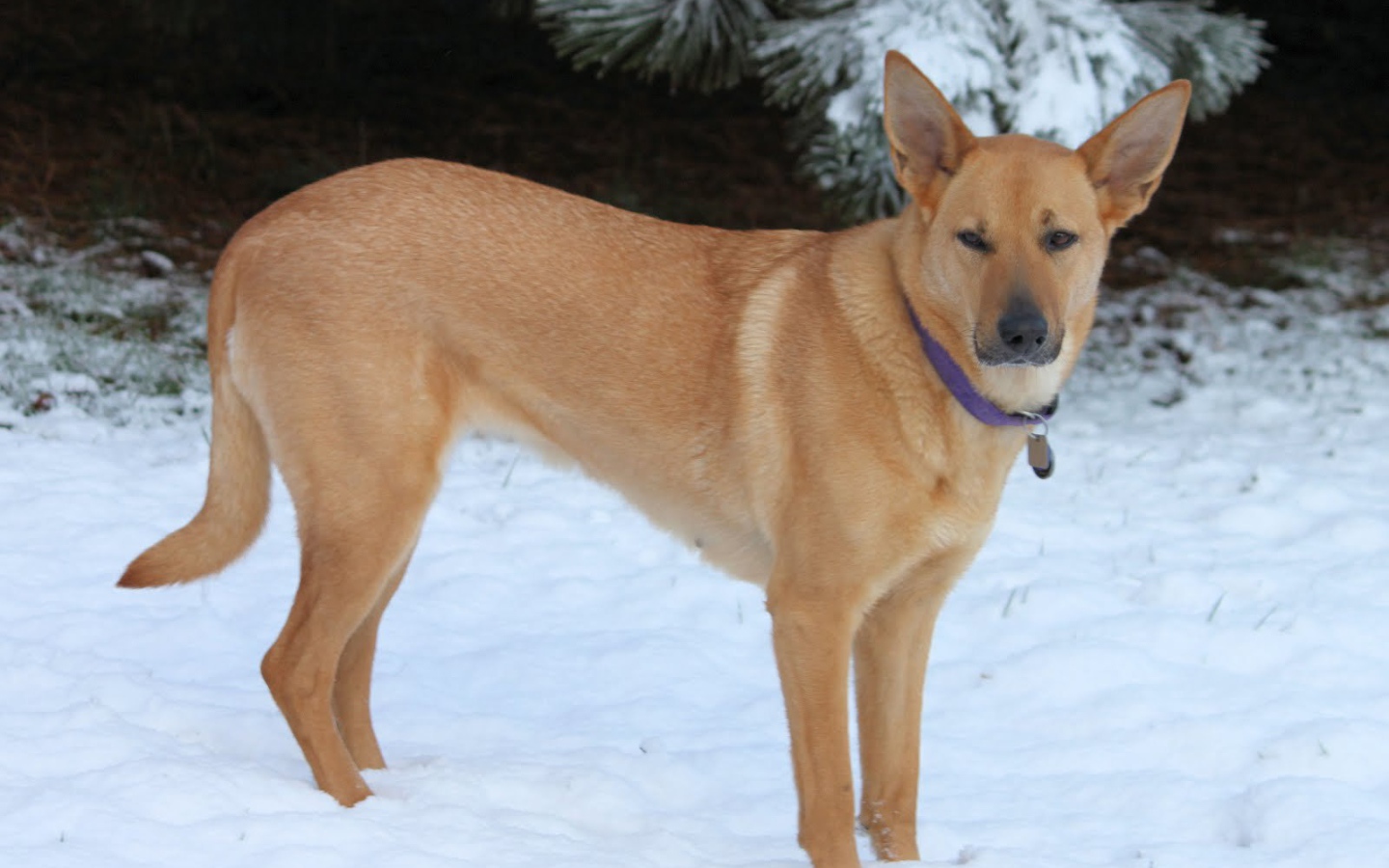 Чинук на снегу