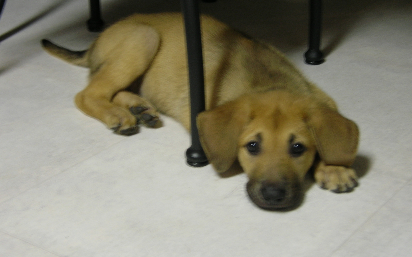 Щенок чинук на полу