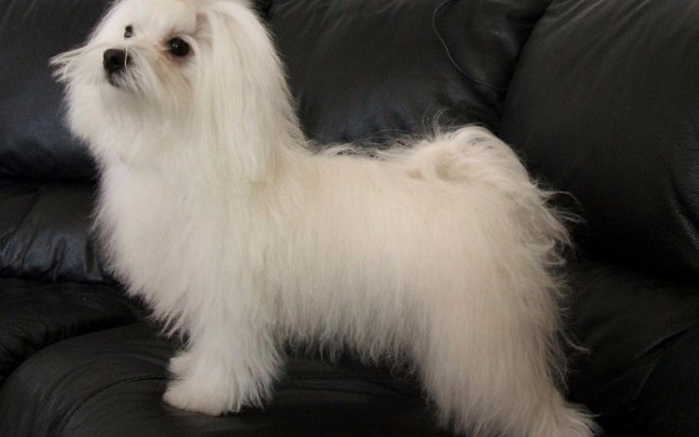 Коротко остриженная болонка