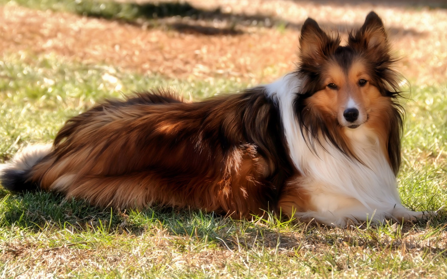 Колли на природе