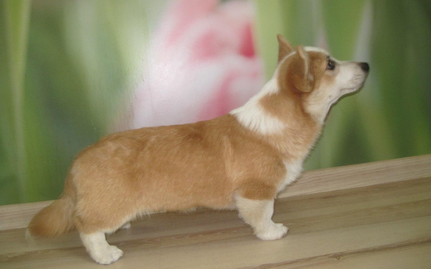 Пес вельш-корги стоит на подоконнике