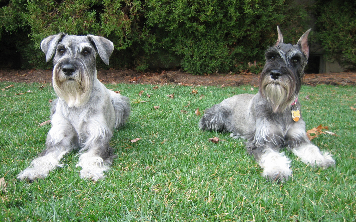 Пара шнауцеров лежит на траве