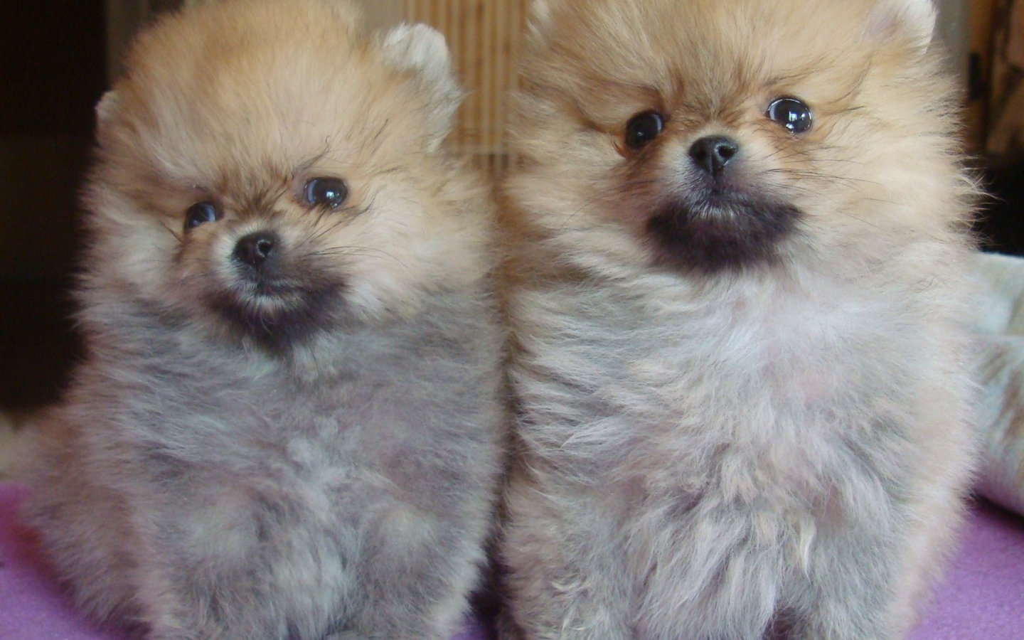 Пара щенков шпица