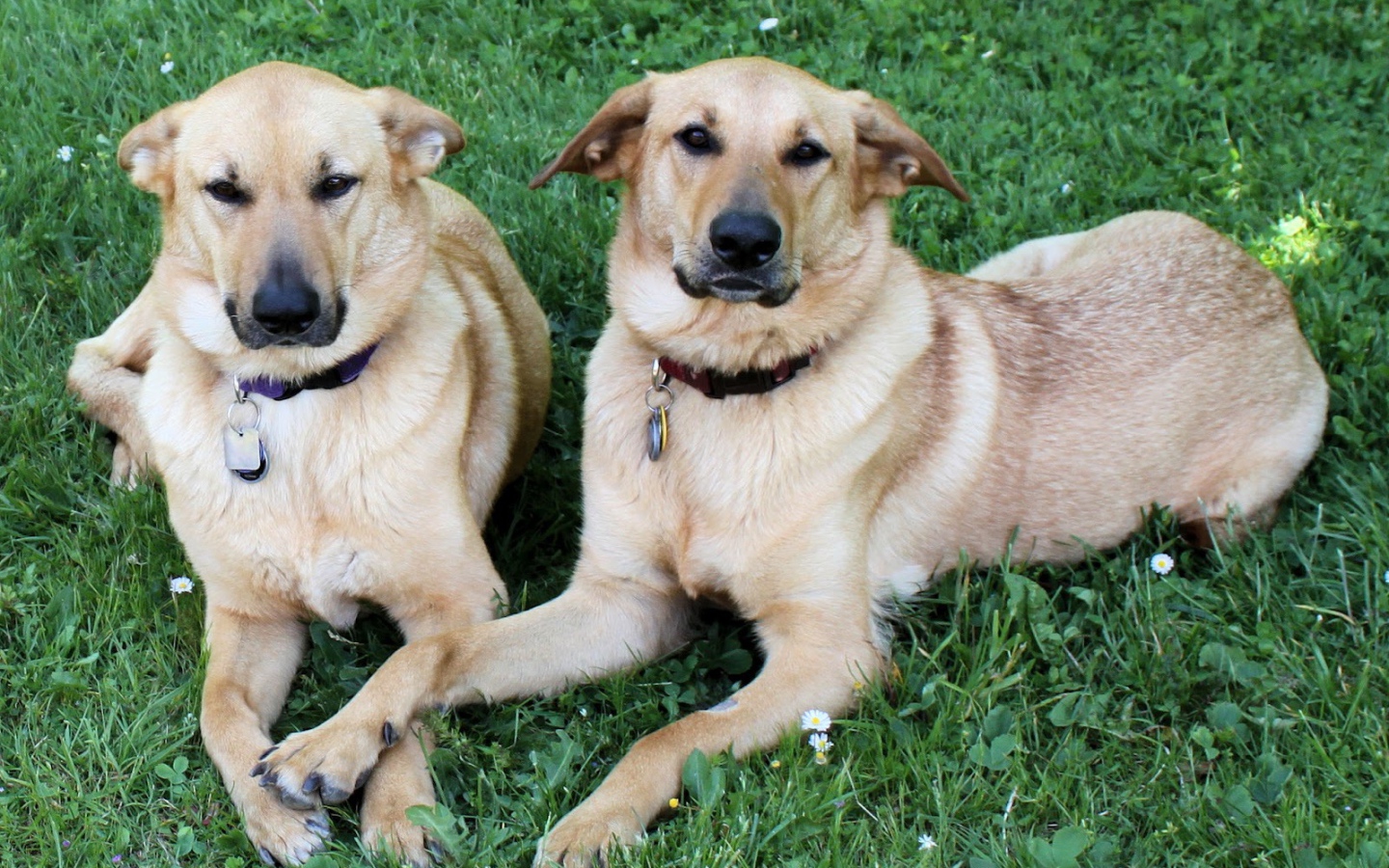 Пара собак чинук