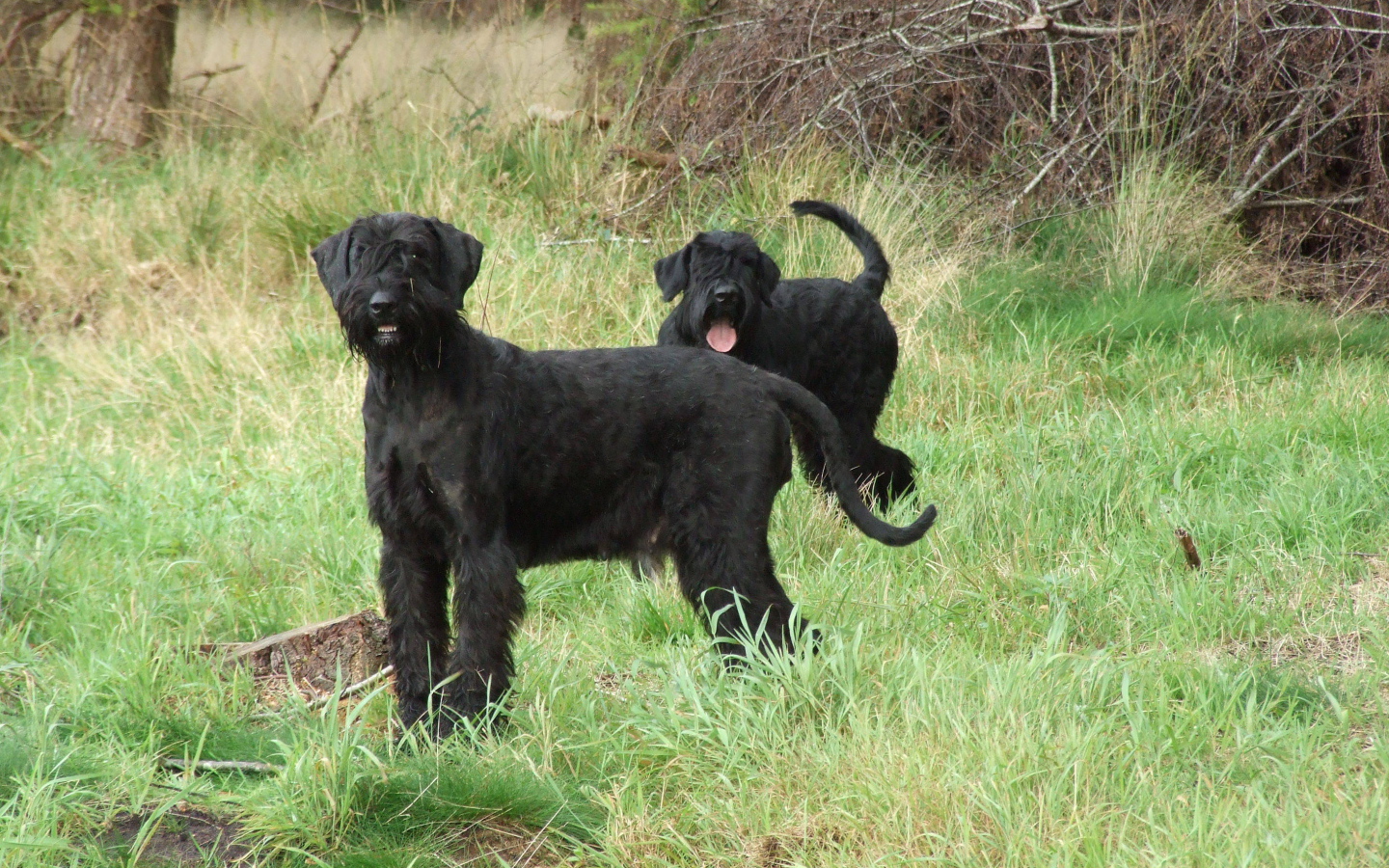 Пара шнауцеров на прогулке
