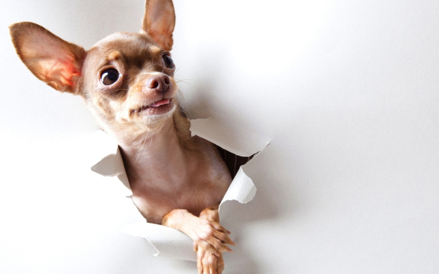Любопытная собачка чихуахуа