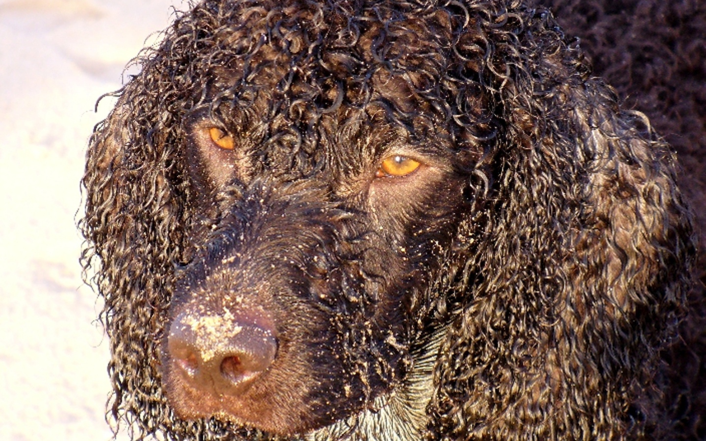 Кудряшки у ирландского водяного спаниеля