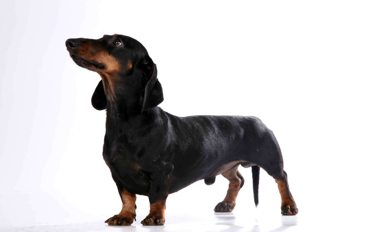 Милая собака такса