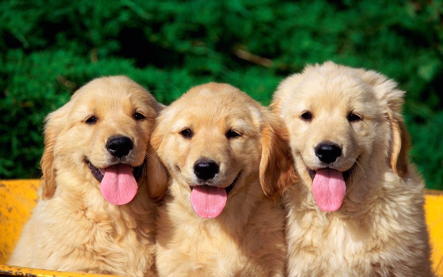 Милые собаки