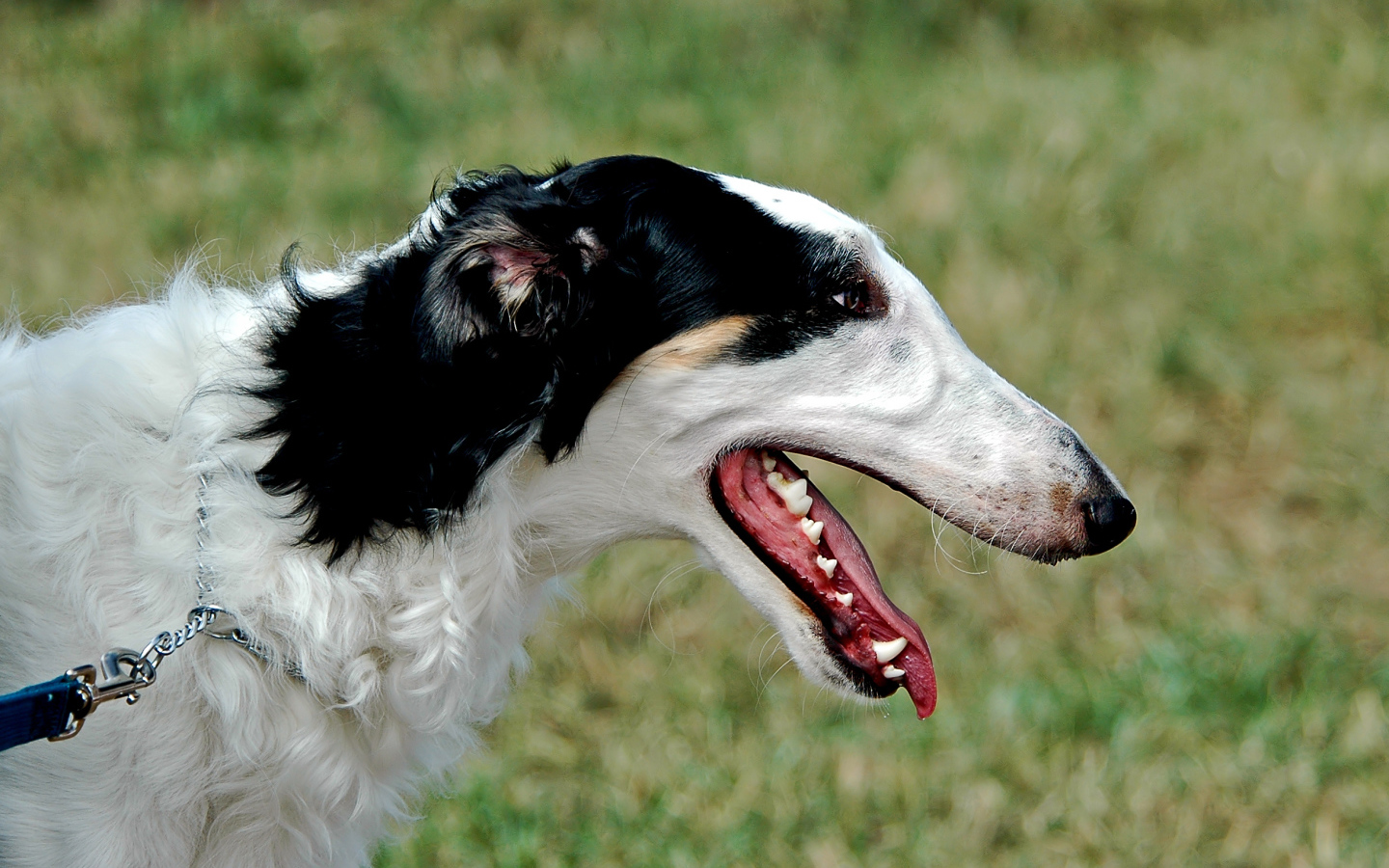 Милая борзая собака