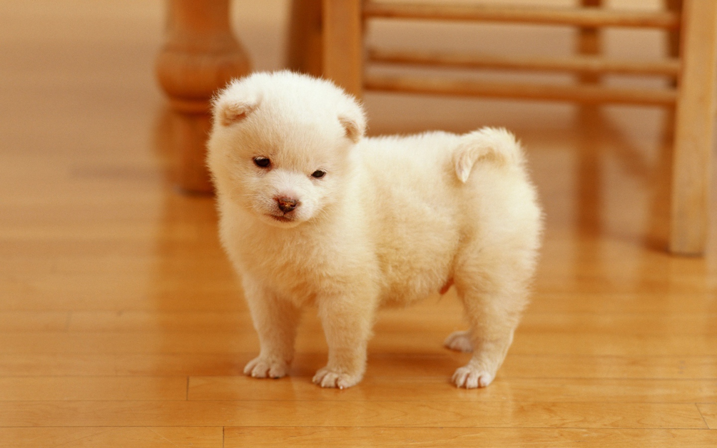 Очаровательный щенок