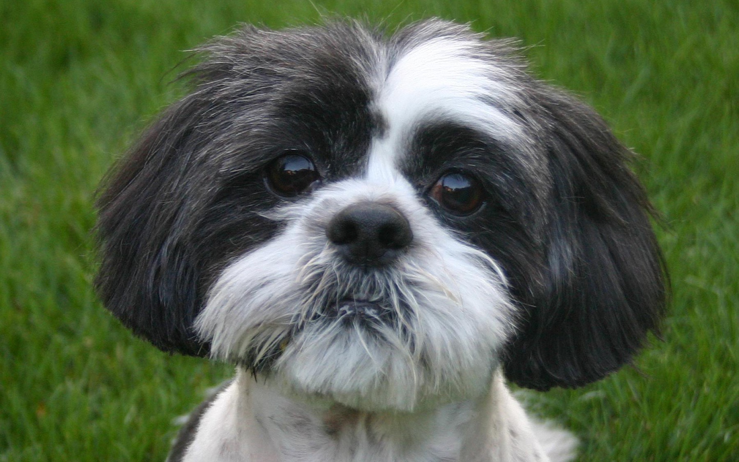 Собака милашка шитцу