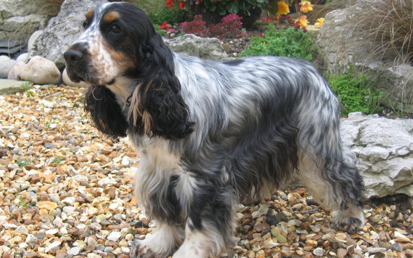 Темный окрас английского кокер спаниеля