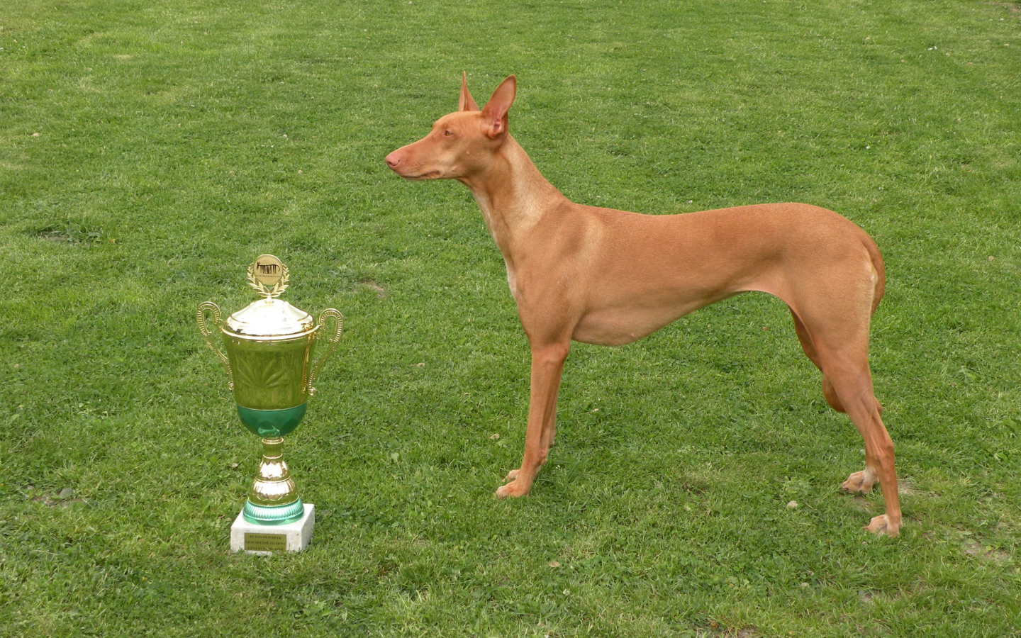 Заслуженная награда фараоновой собаки