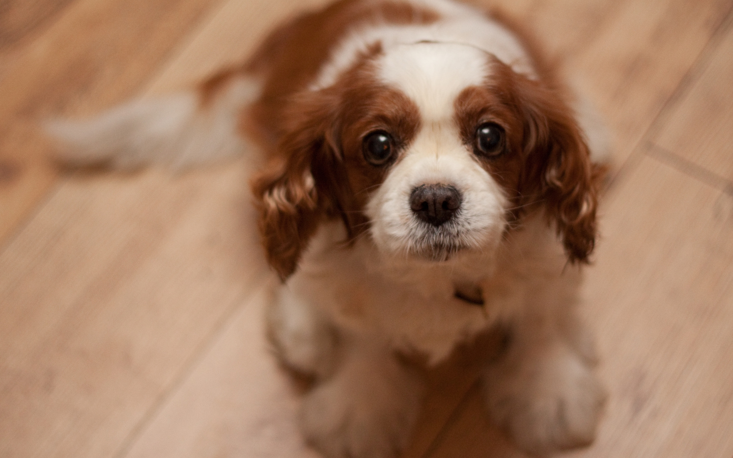 Преданный взгляд кавалер кинг чарльз спаниеля