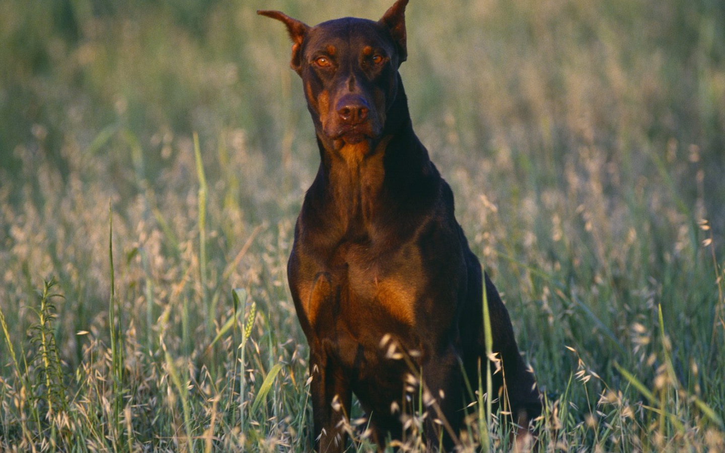 Доберман среди полевой травы