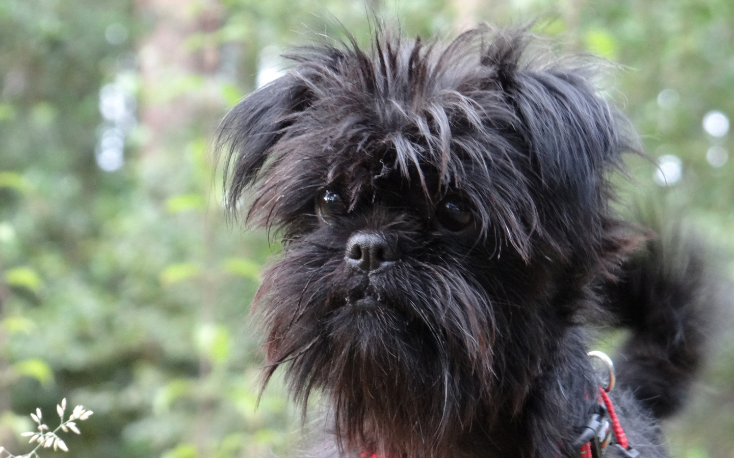 Собака породы аффенпинчер