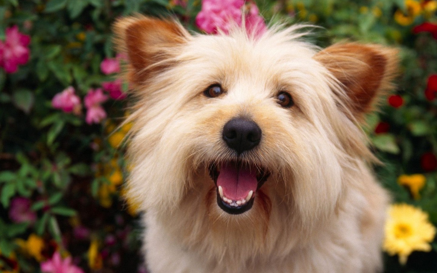 Собака выражает радость