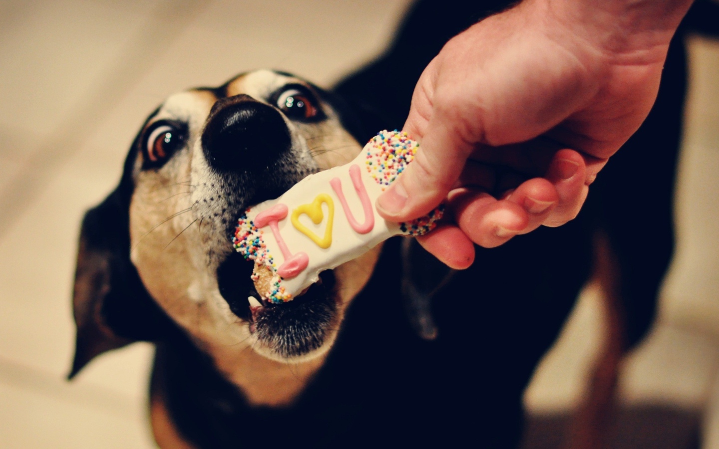 Собаке дают печенье