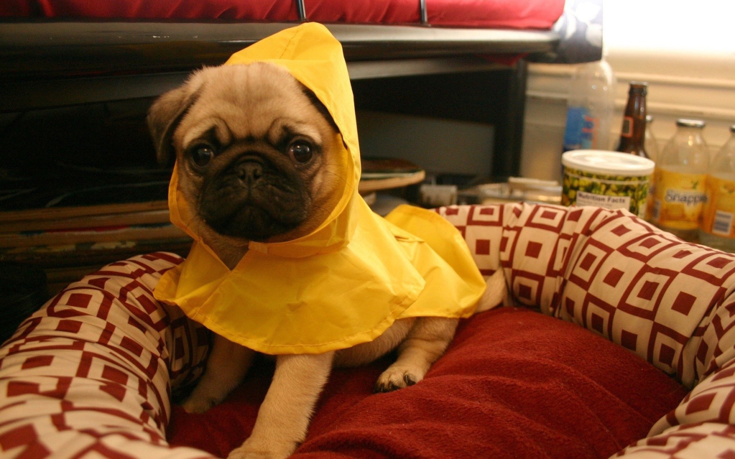 Собака в желтой пижаме