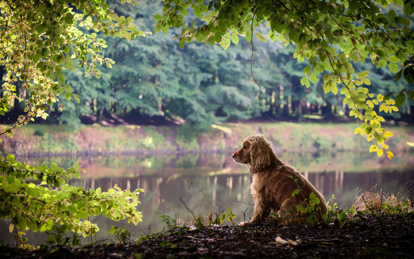 Собака на берегу