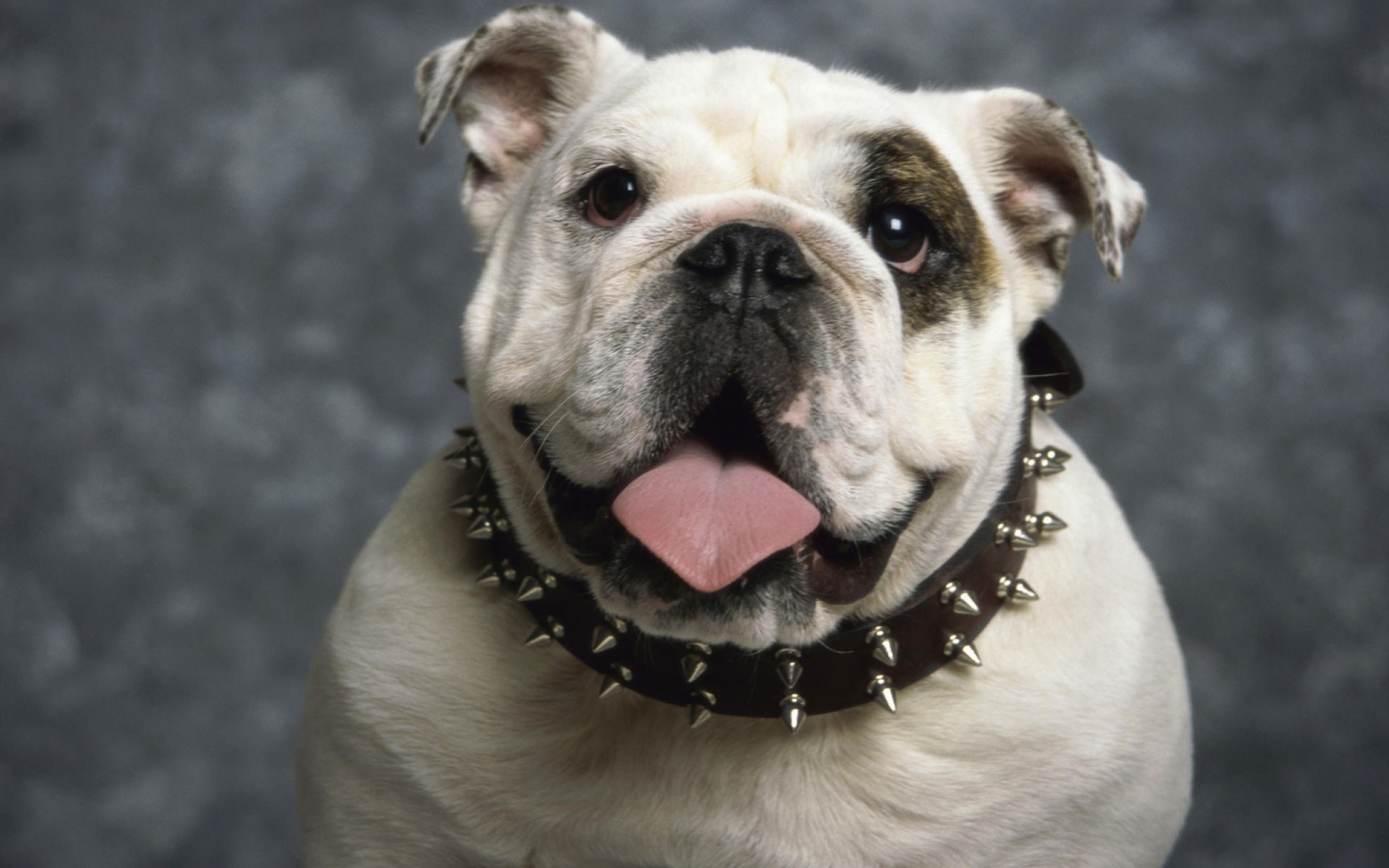 Английский бульдог 