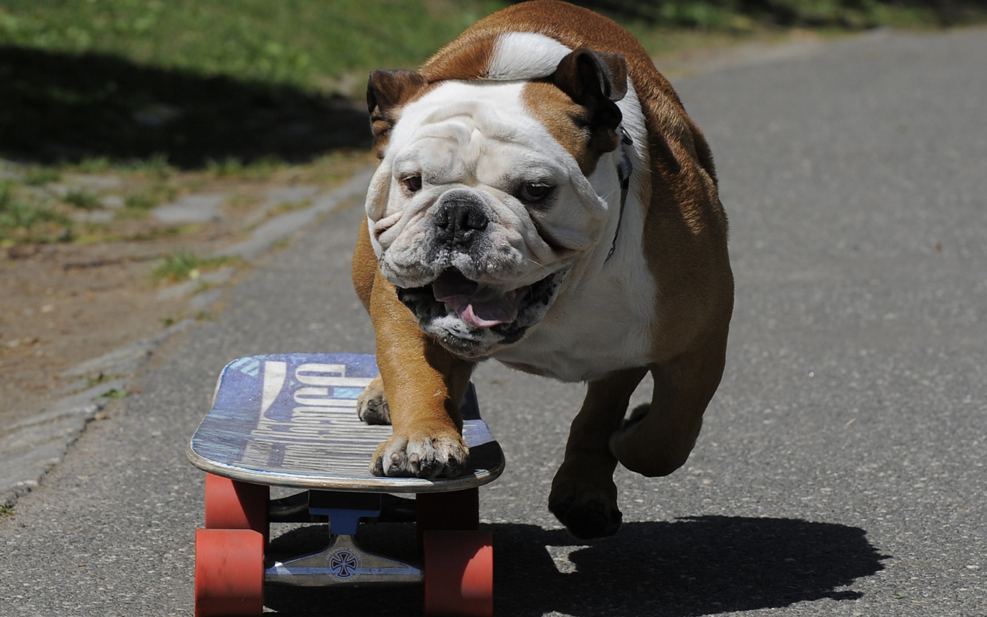 Английский бульдог на скейте