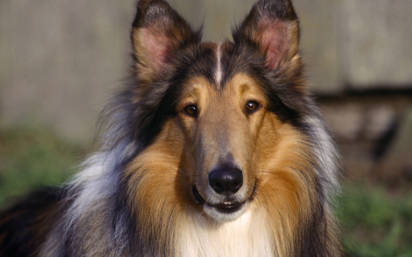 Выразительный взгляд колли