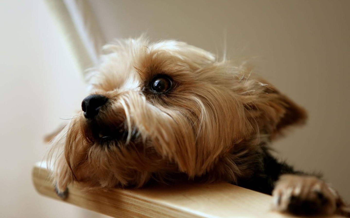 Глаза йоркширского терьера