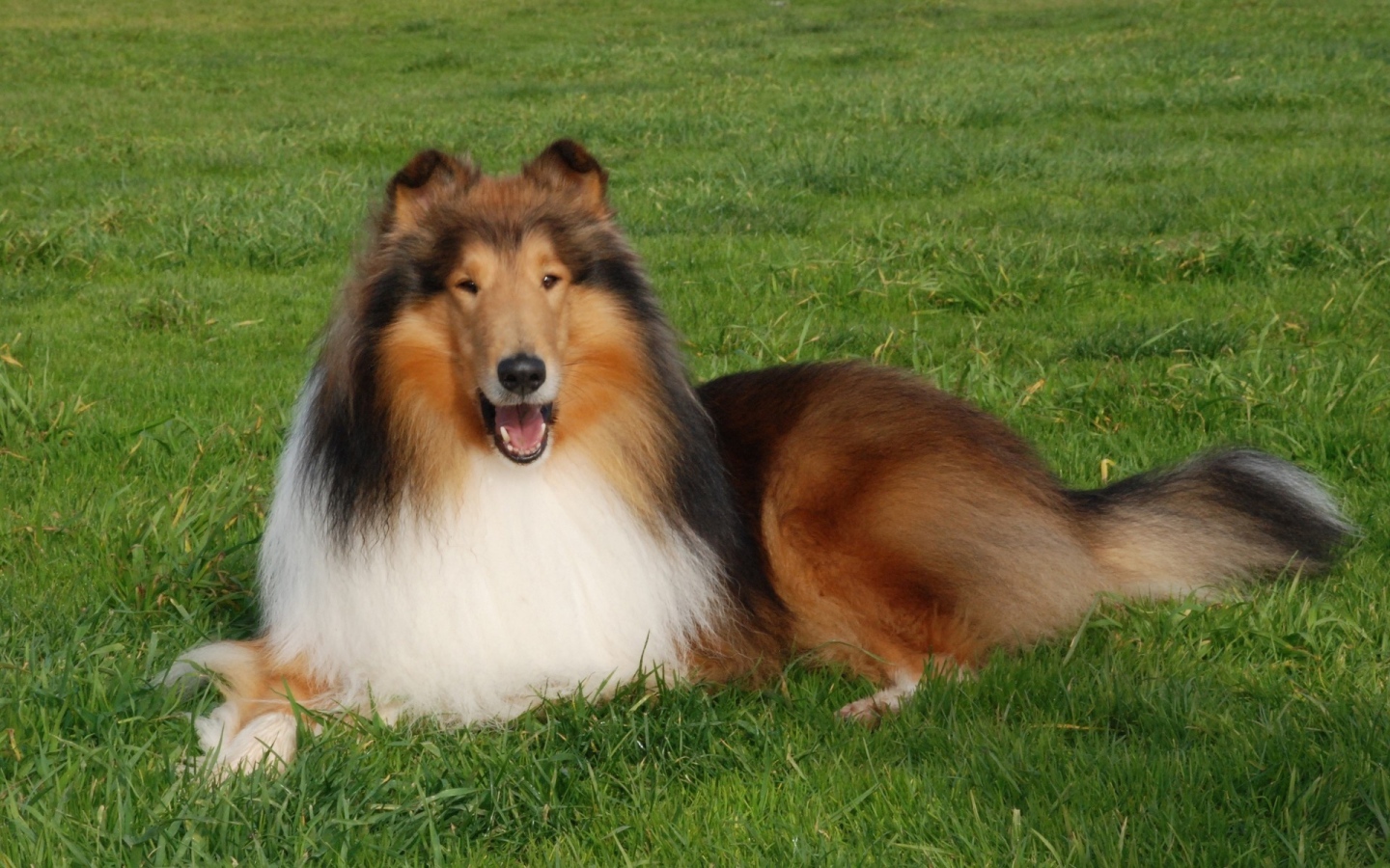 Пушистая колли отдыхает на газоне