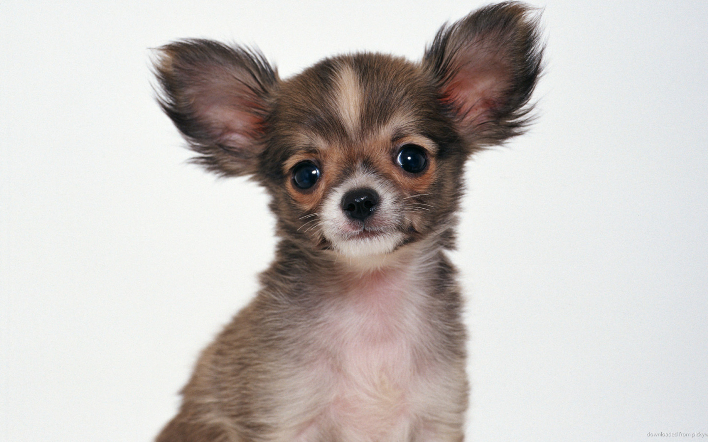 Пушистая собака чихуахуа