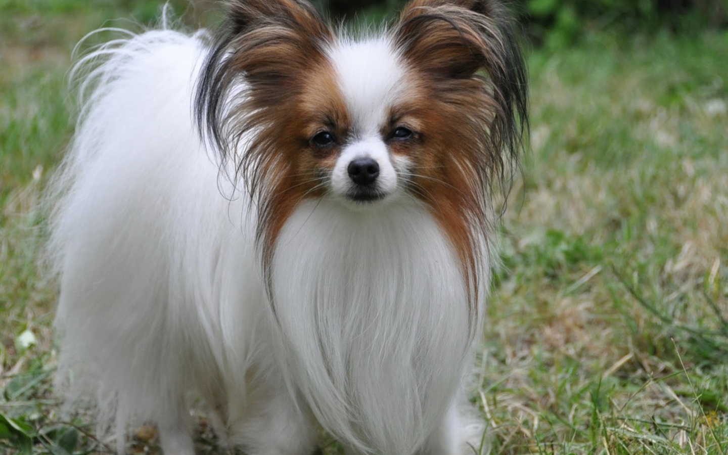 Пушистый папильон на траве